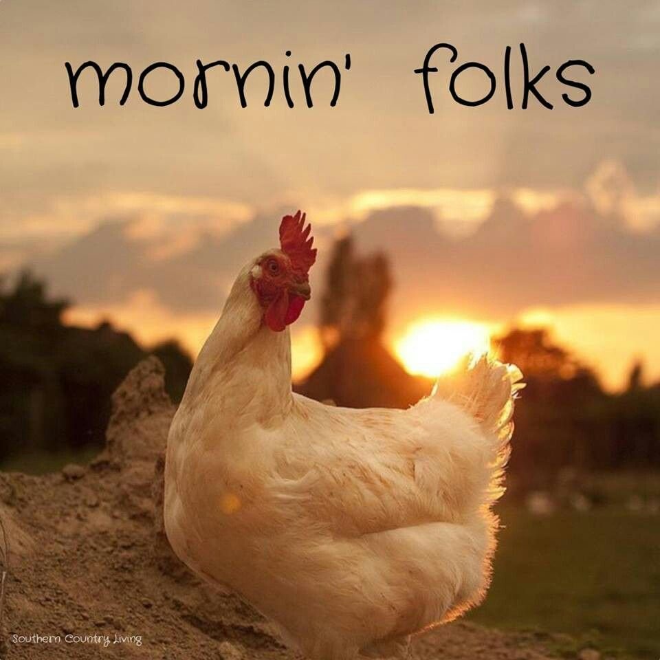 Курица и петух