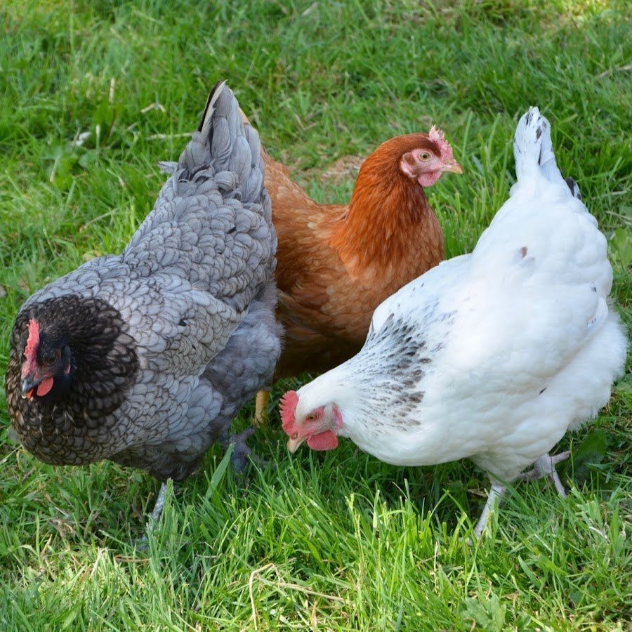 Падуан Шамоа куры