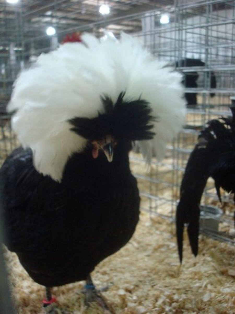 Польская курица фото