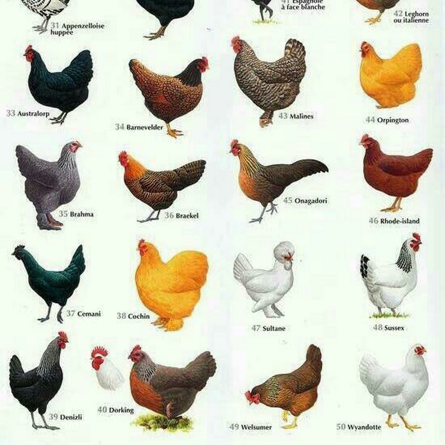 Петух породы Брама