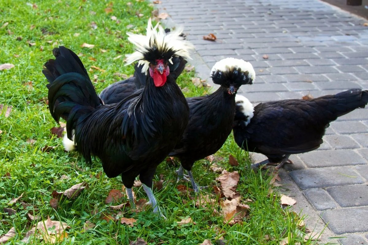 Зеленые куры