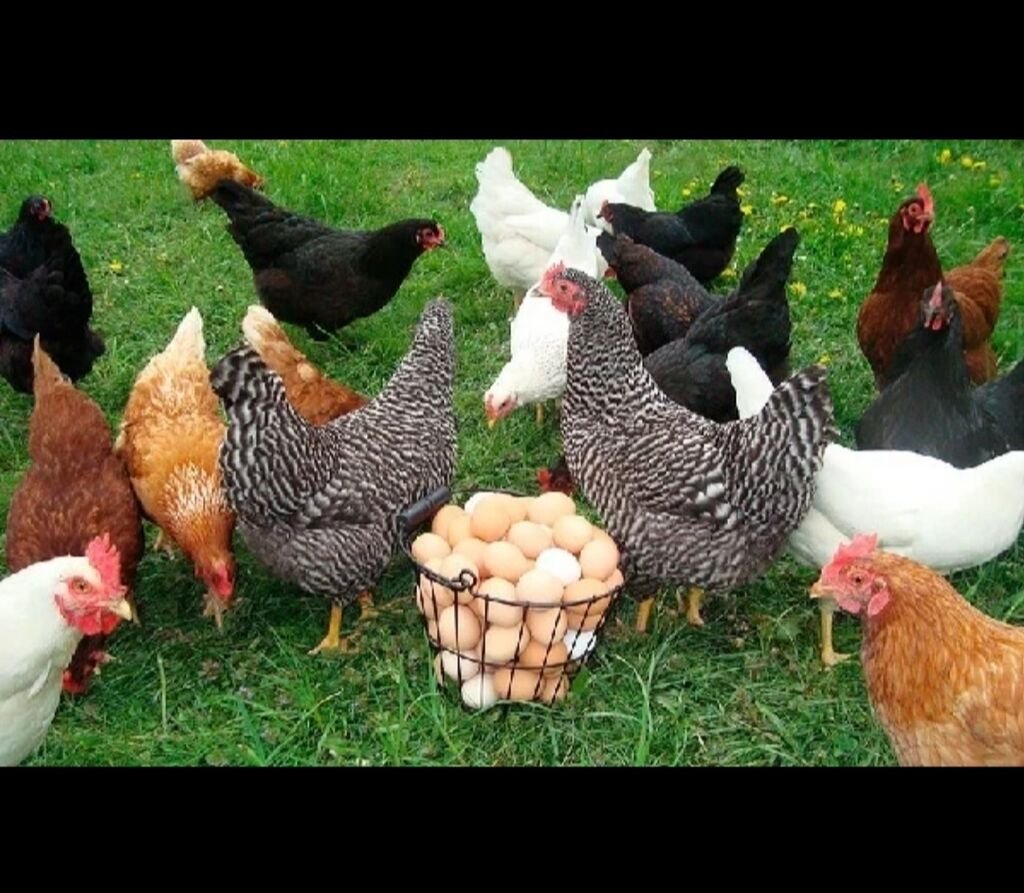 Курица с цыплятами