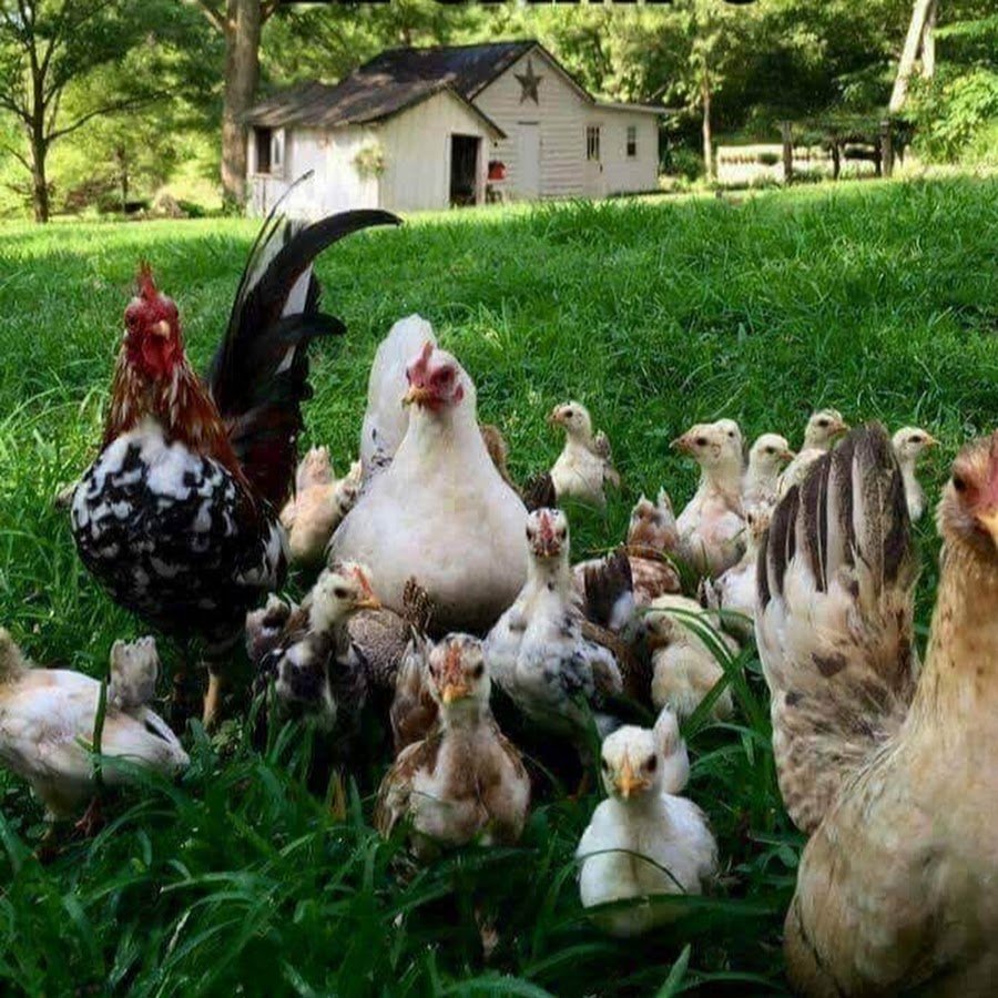 Курочка Тигран