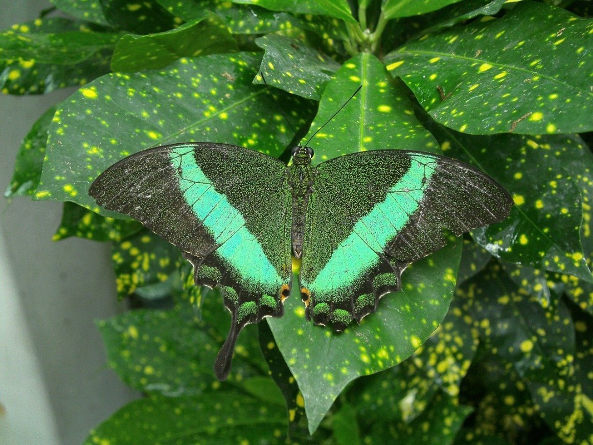 Зеленая бабочка