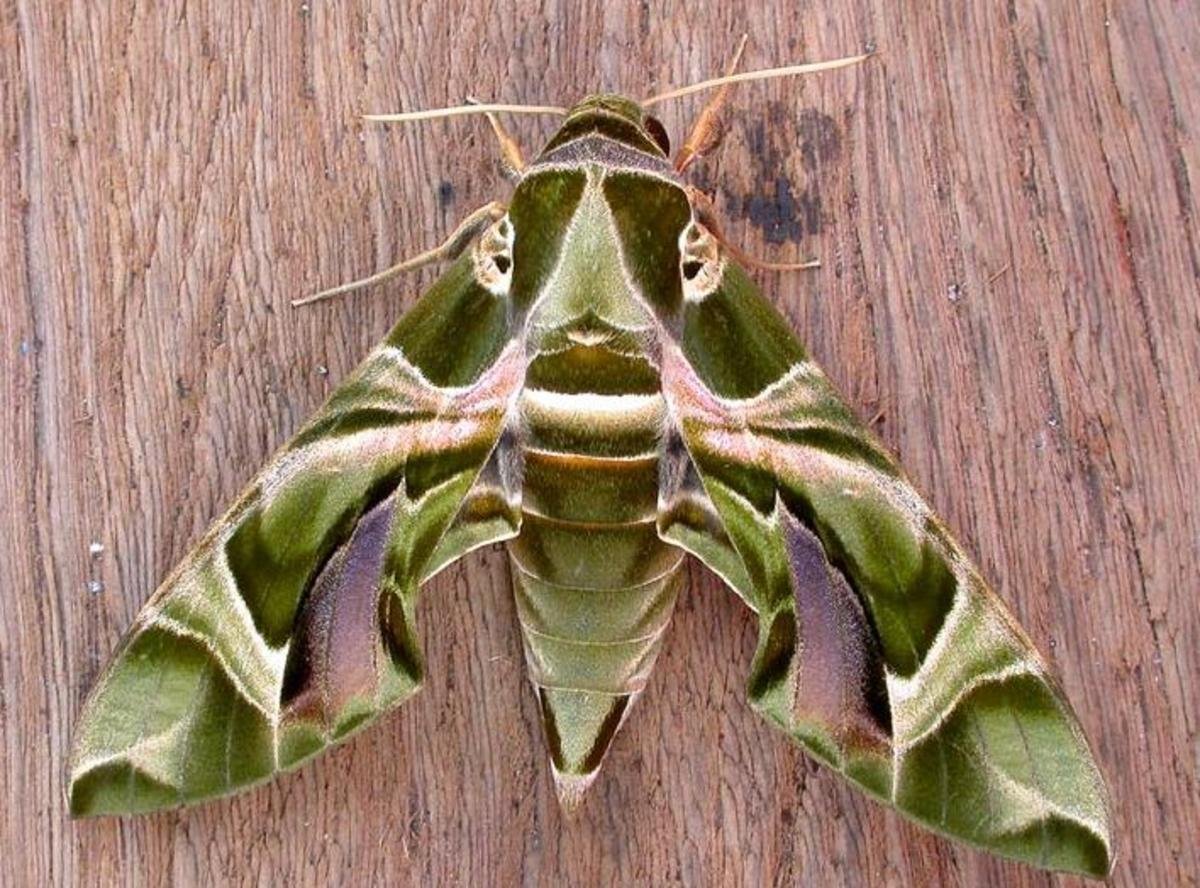 Бабочка Sosxetra grata