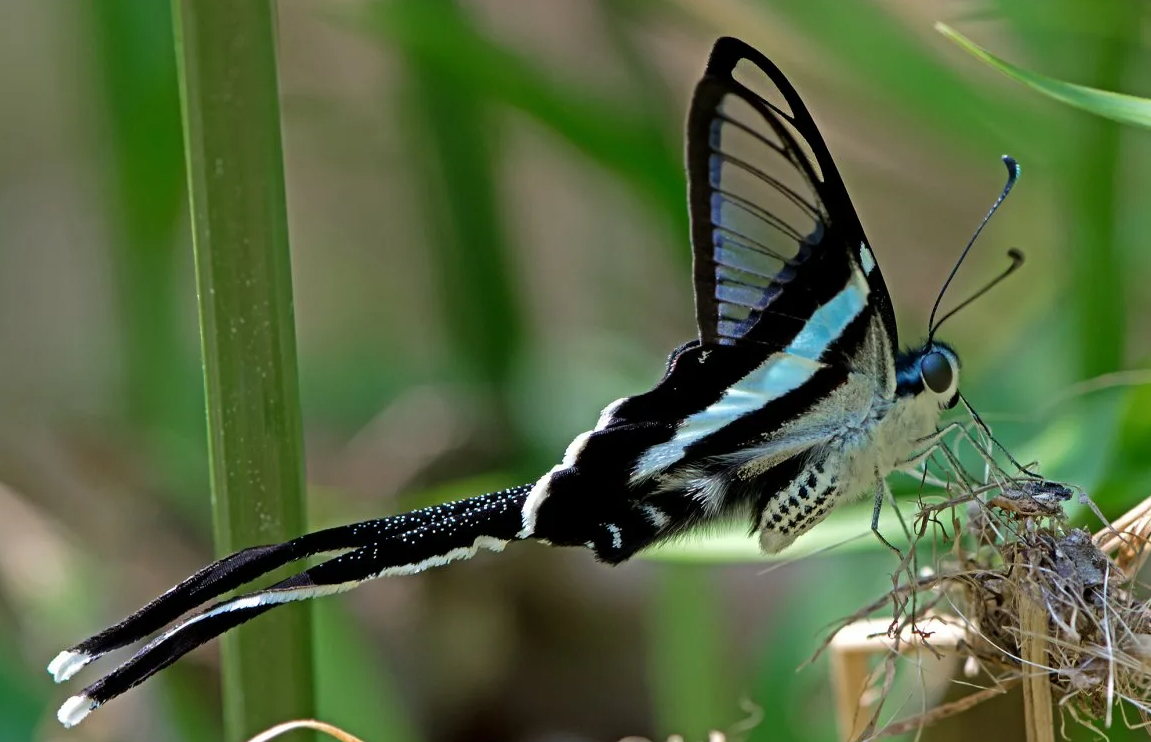 Actias dubernardi бабочка