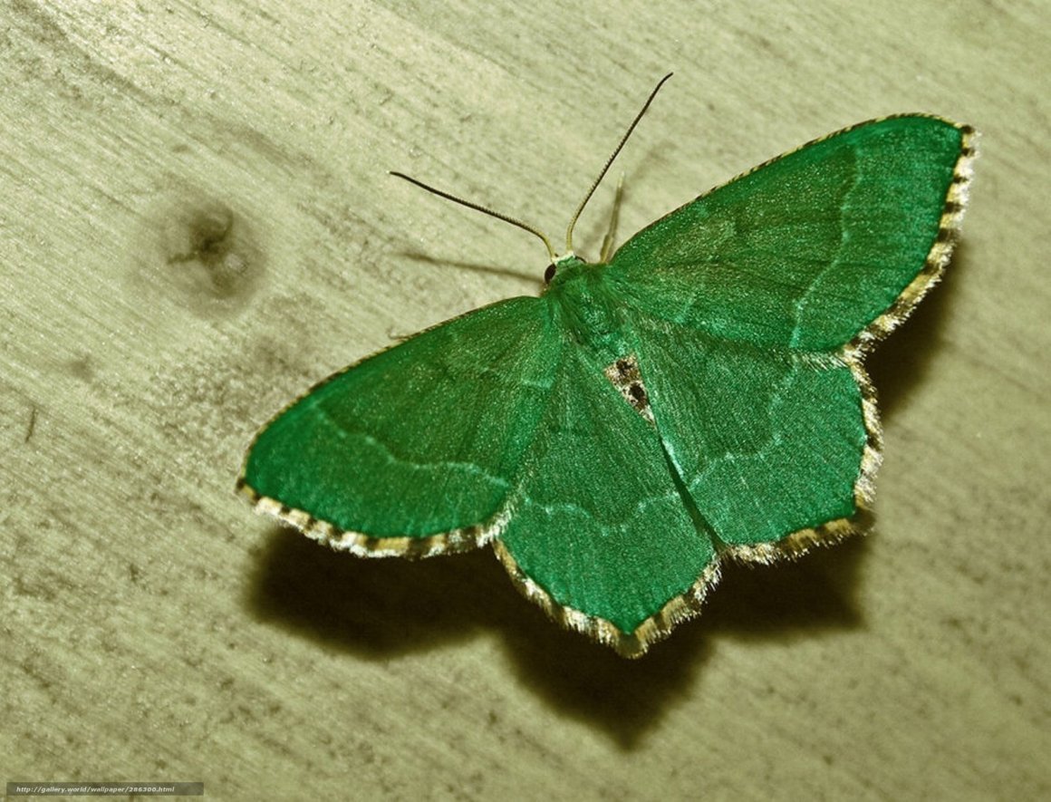 Глаза бабочки