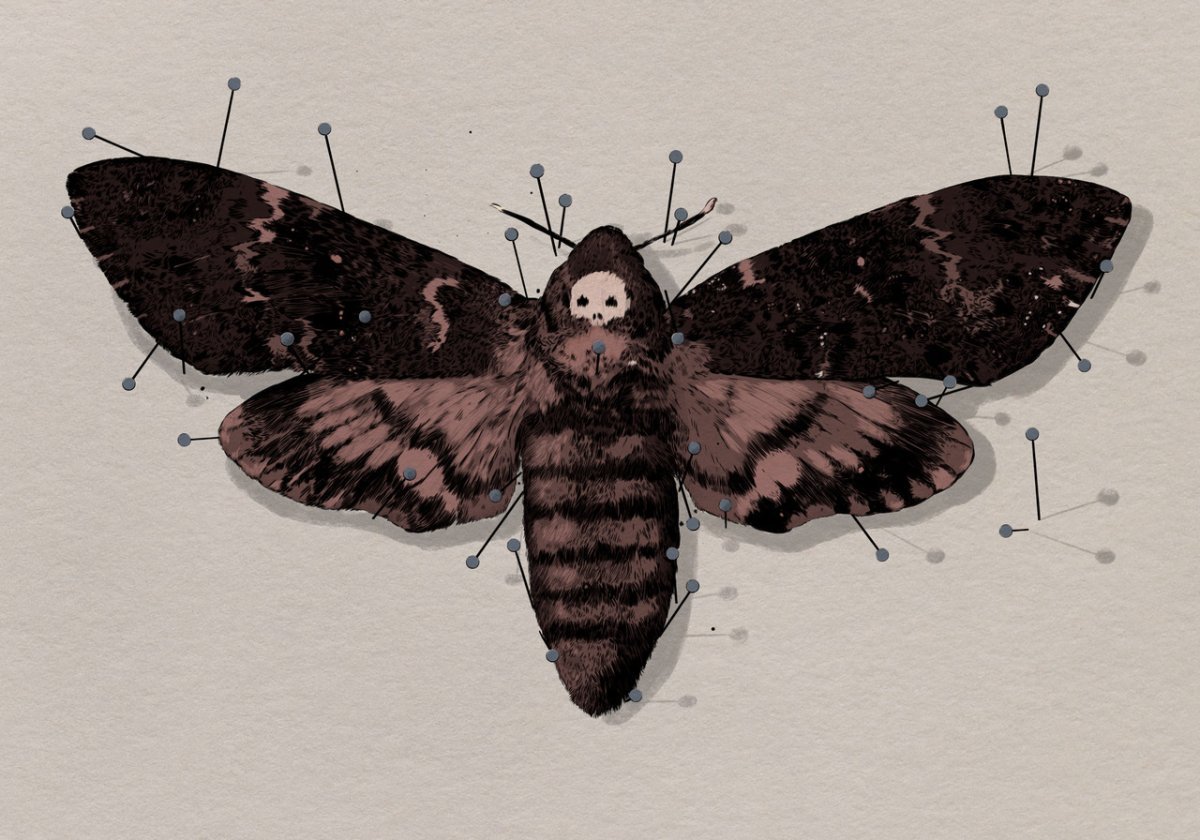 Венесуэльский пуделевый мотылек гусеница