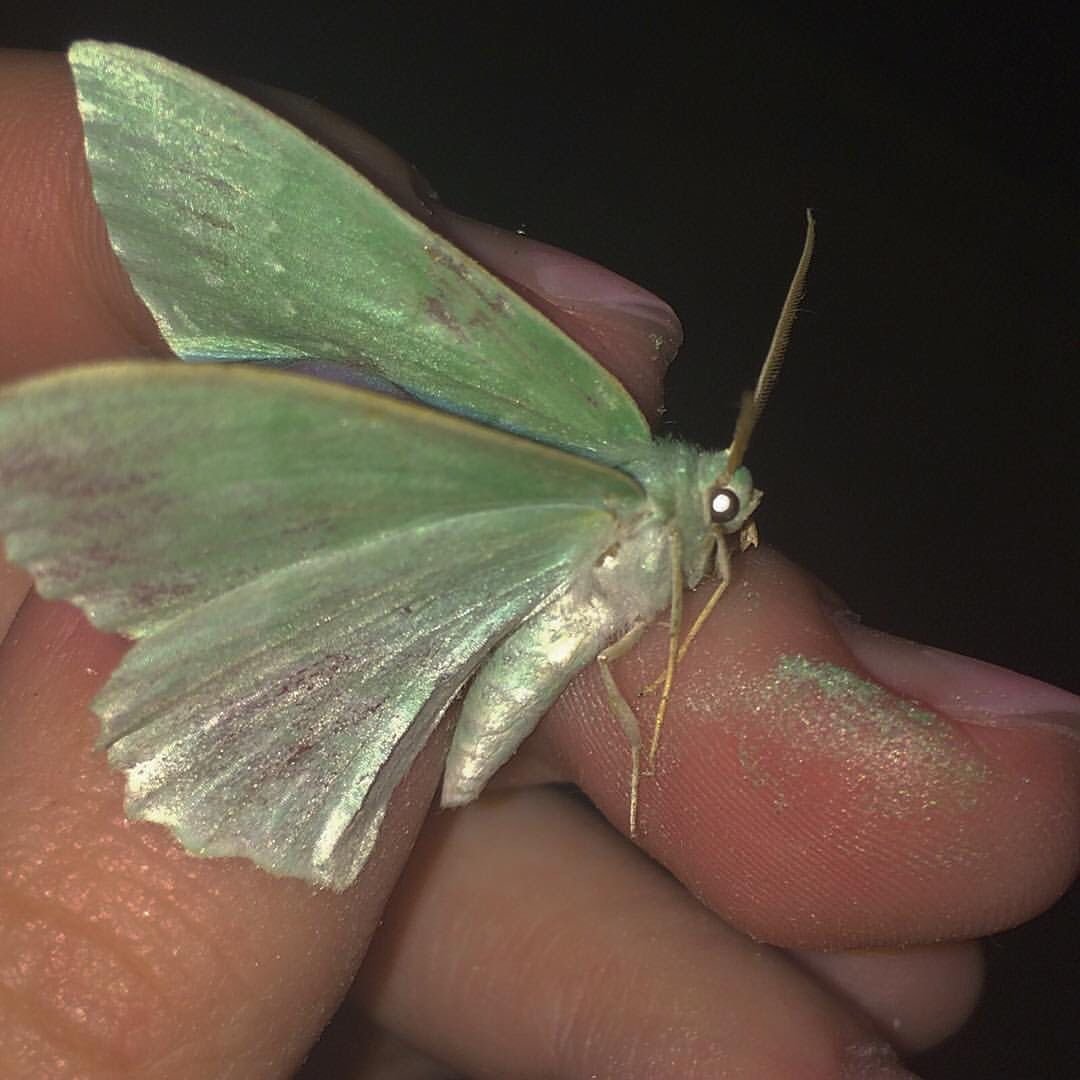 Мотылек зеленый