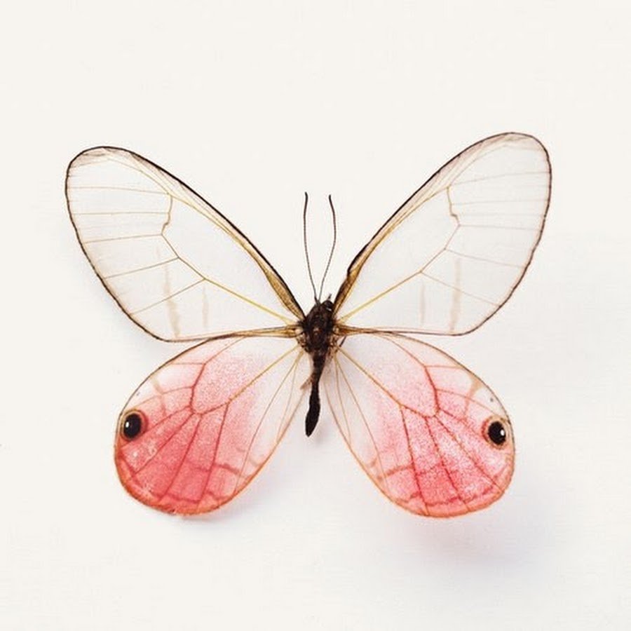 Венесуэльский пуделевый мотылек