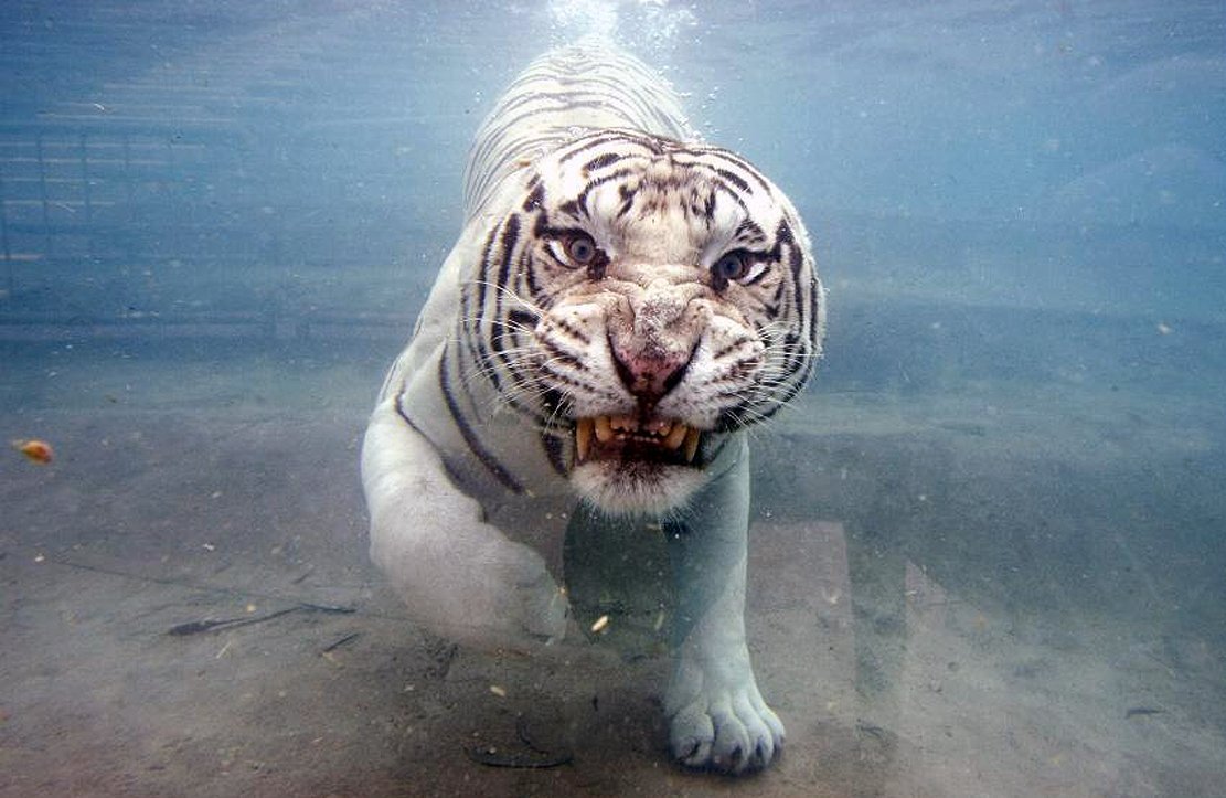 Белый тигр в воде