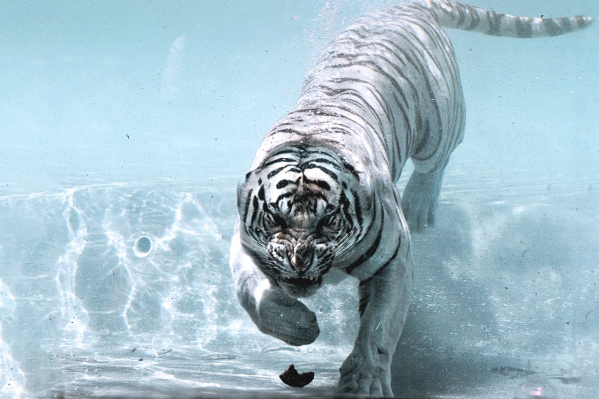 Белый тигр в воде