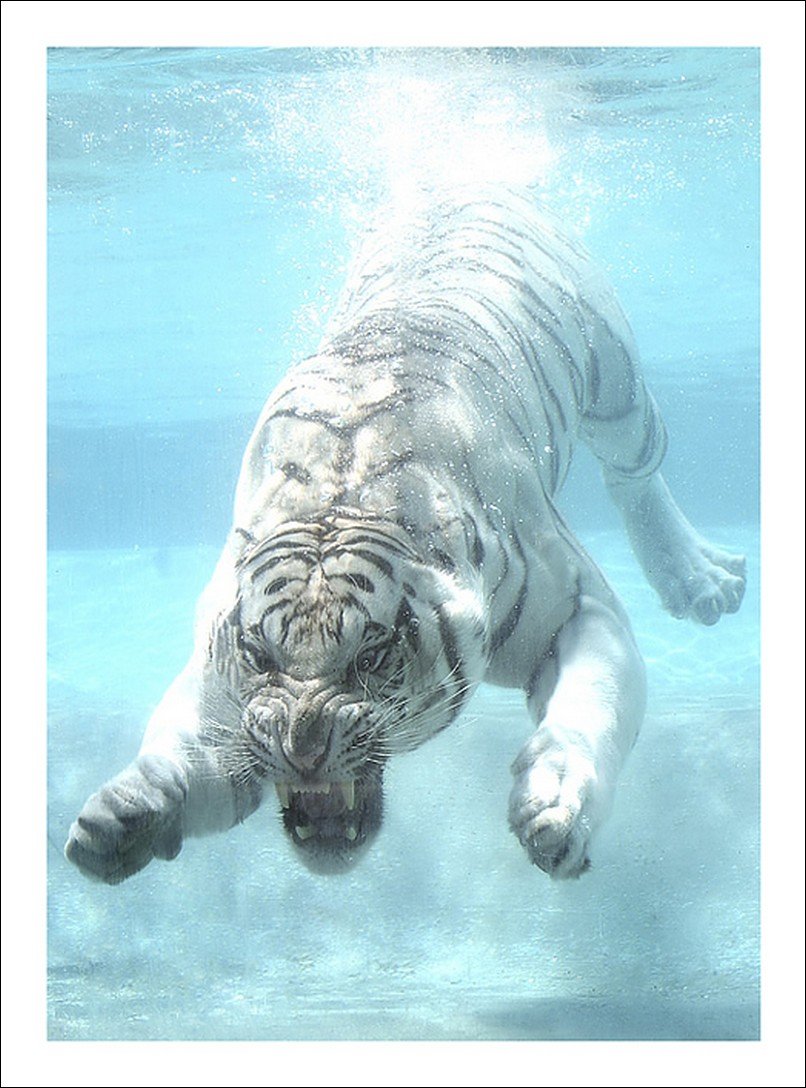 Белый тигр в бассейне