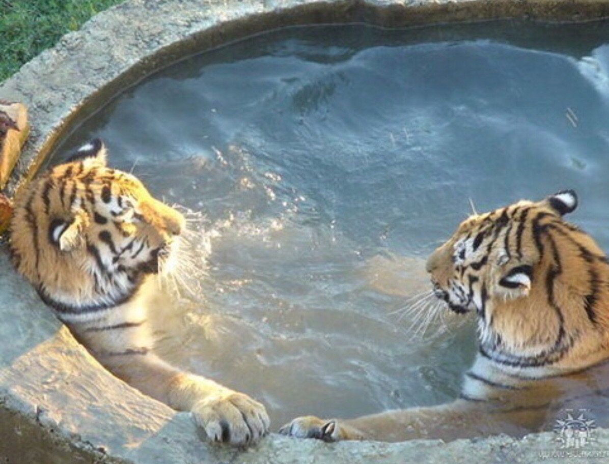 Мокрая тигрица