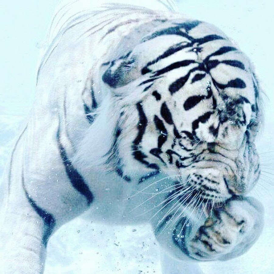 Тигр Эстетика