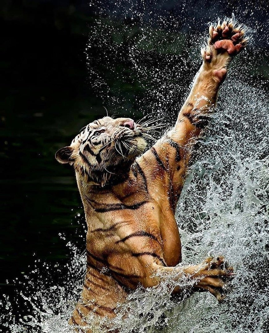 Морской котик в воде