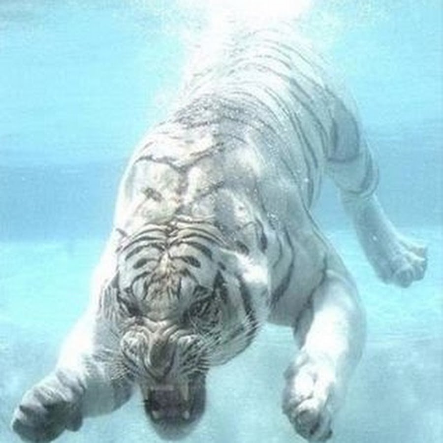 Тигрица Эстетика