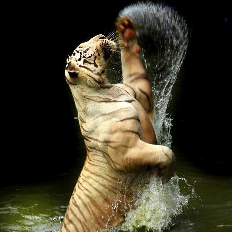 Амурский белый тигр дерзкий