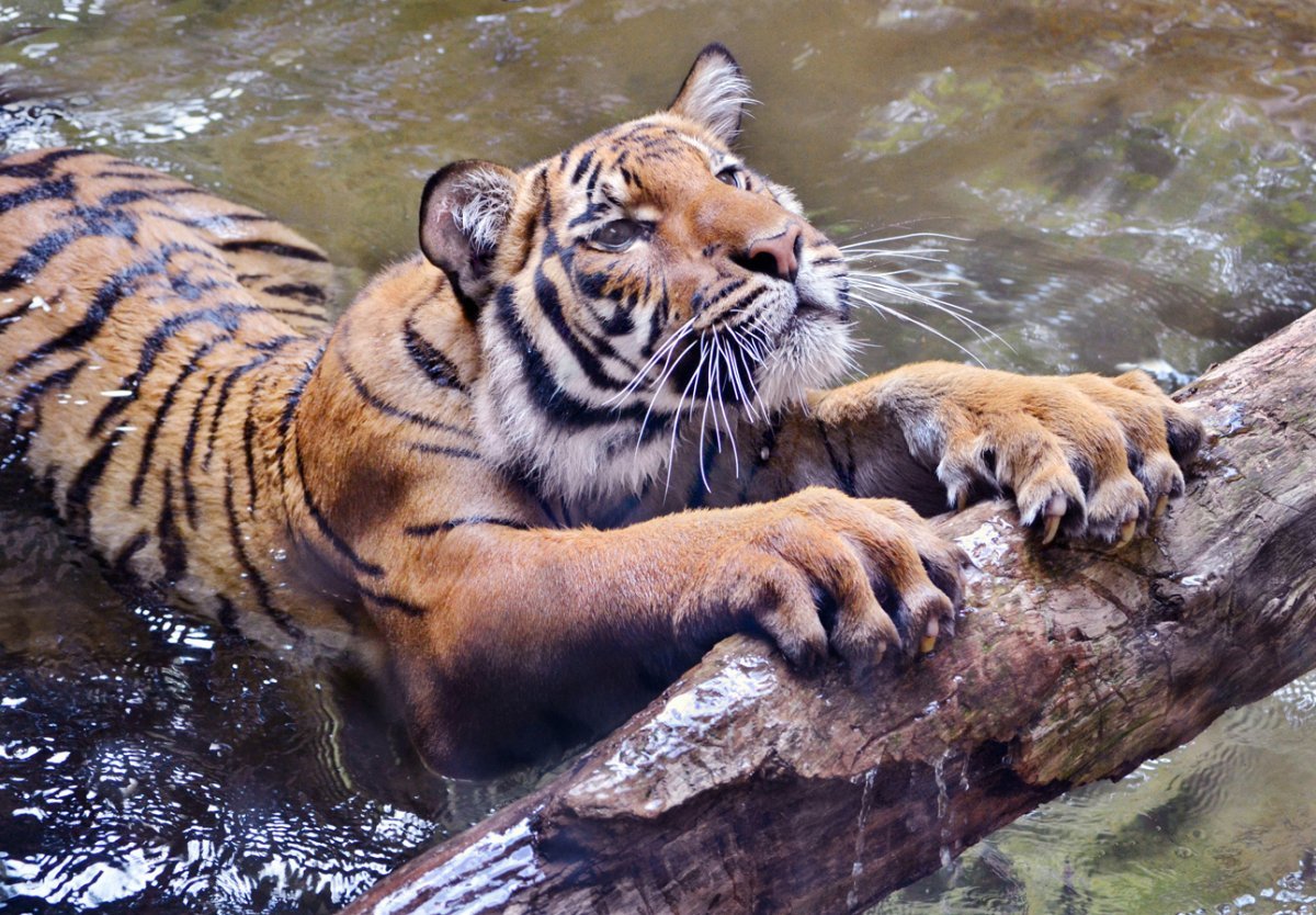 Водный тигр