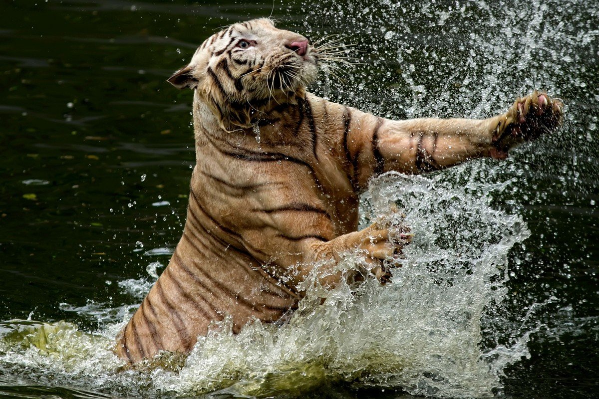 Тигр выпрыгивает из воды
