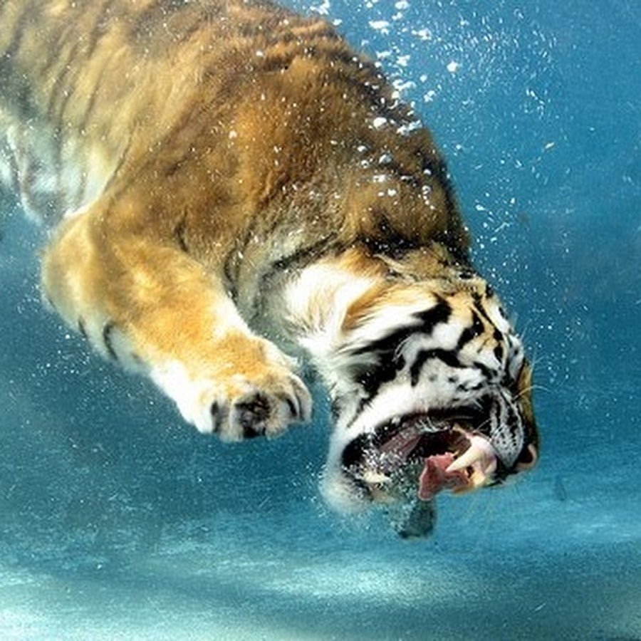 Амурский тигр ловит рыбу