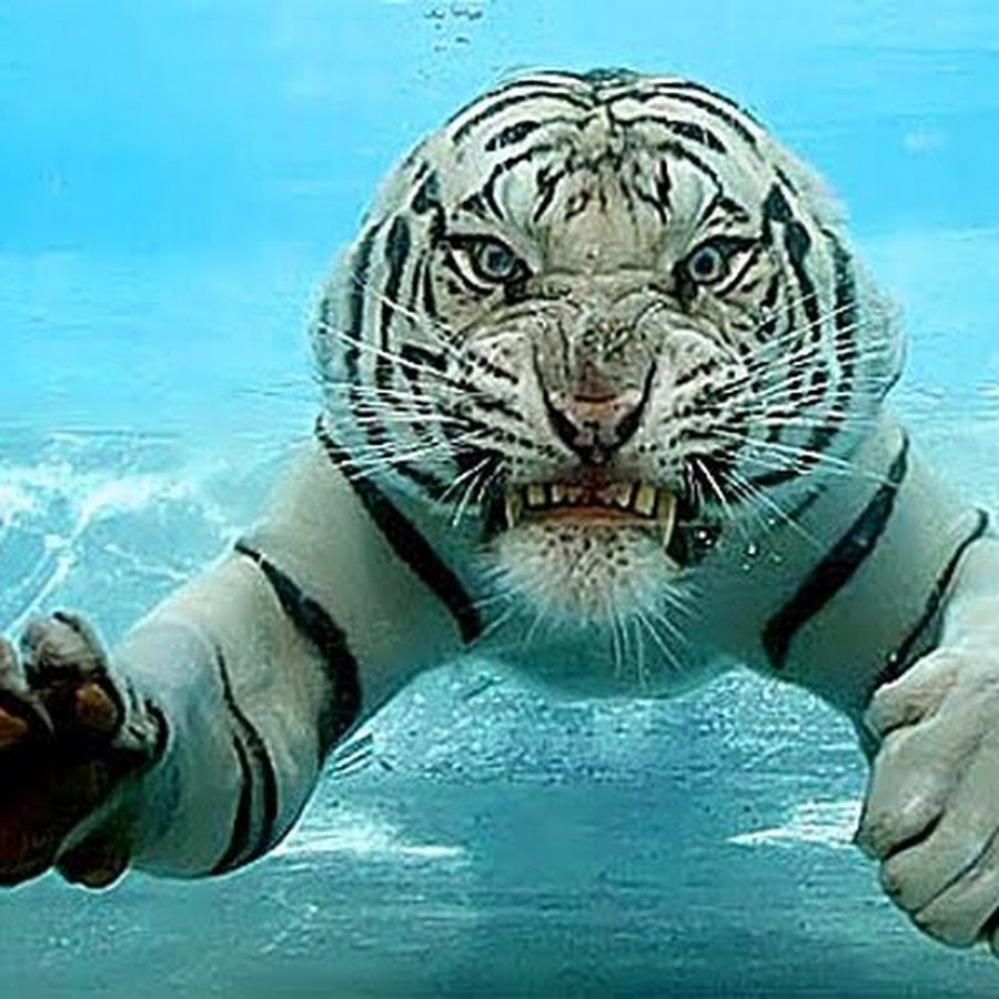 Водяной тигр