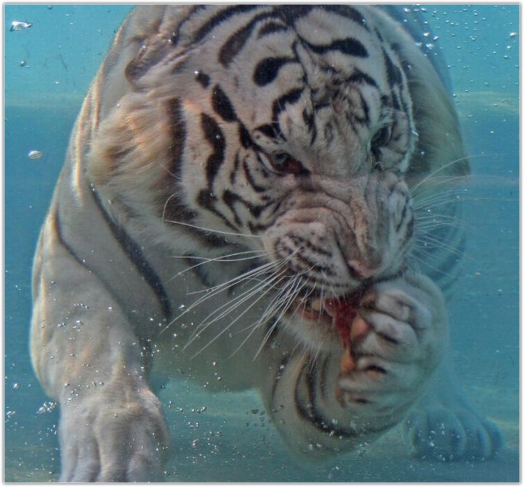 Тигр плывет