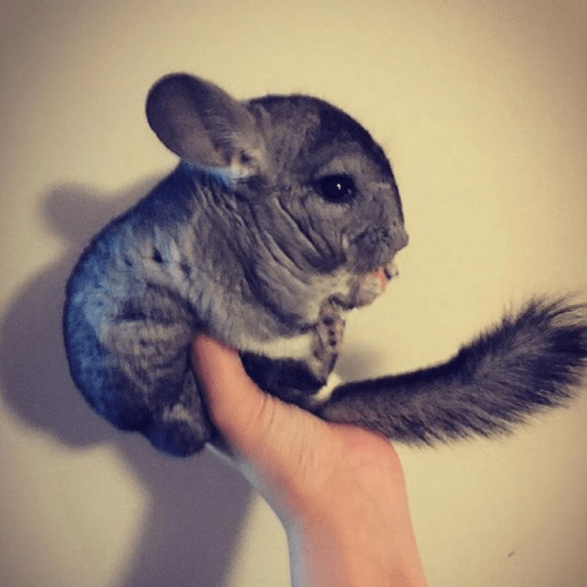 Шиншилла угар