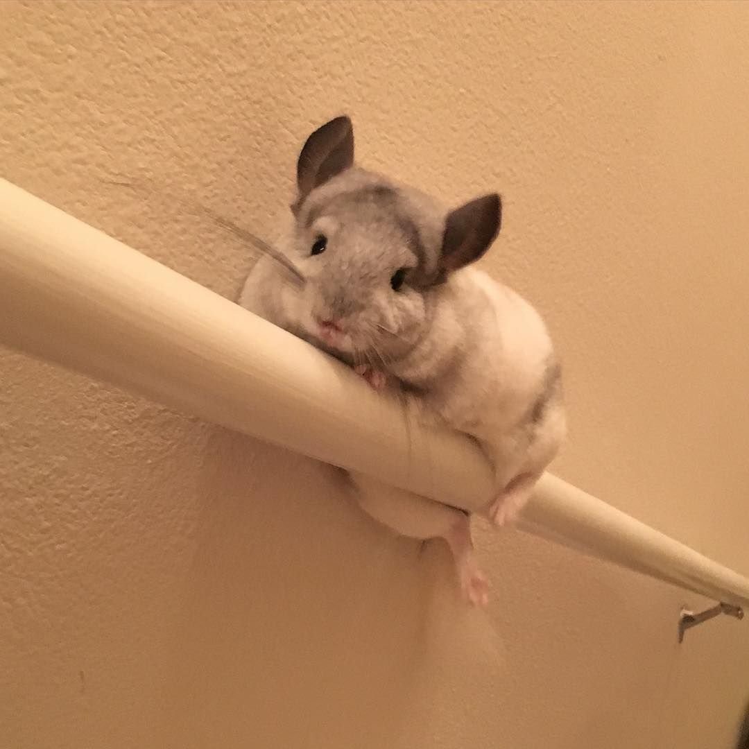 Шиншилла БУБУ