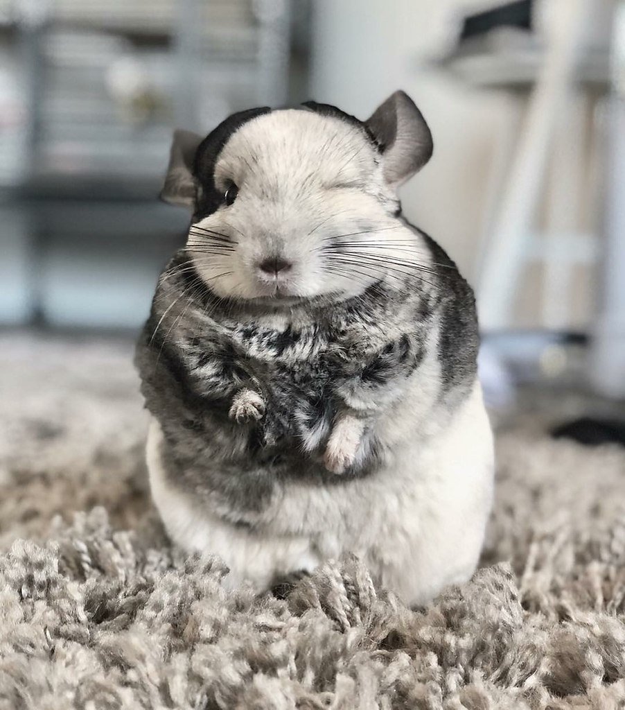 Детеныш шиншиллы