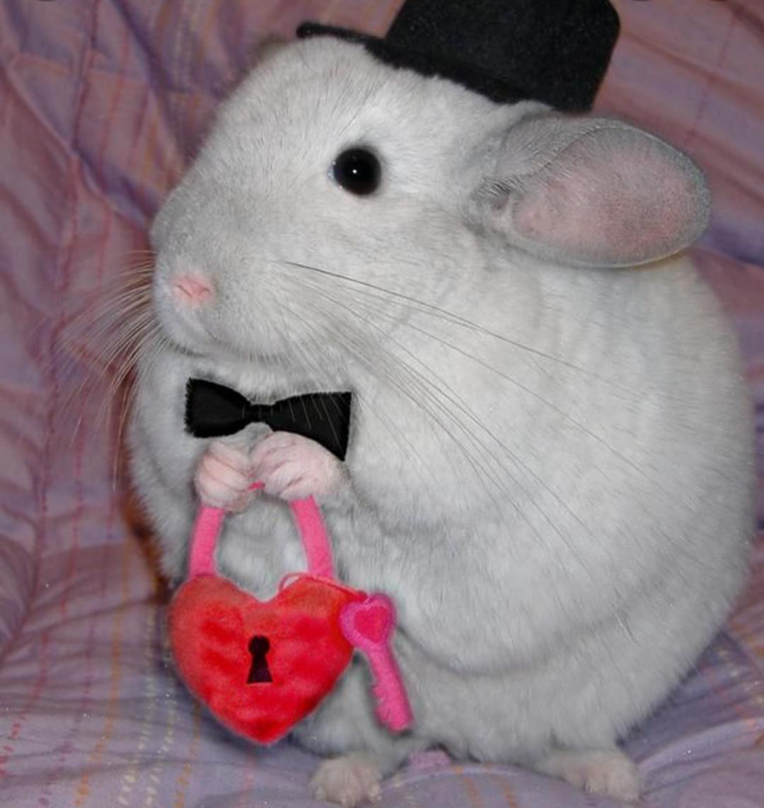 Британская короткошерстная кошка Коби