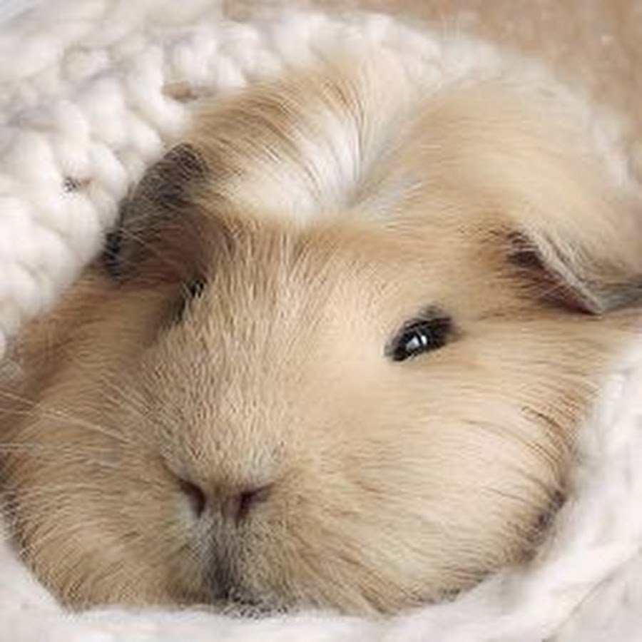 Шиншилла в костюме