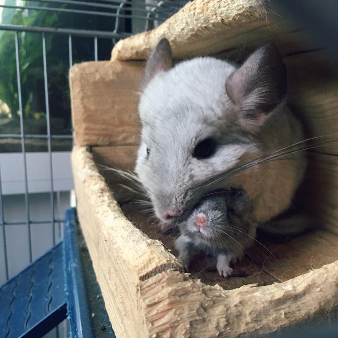 Белый Вильсон