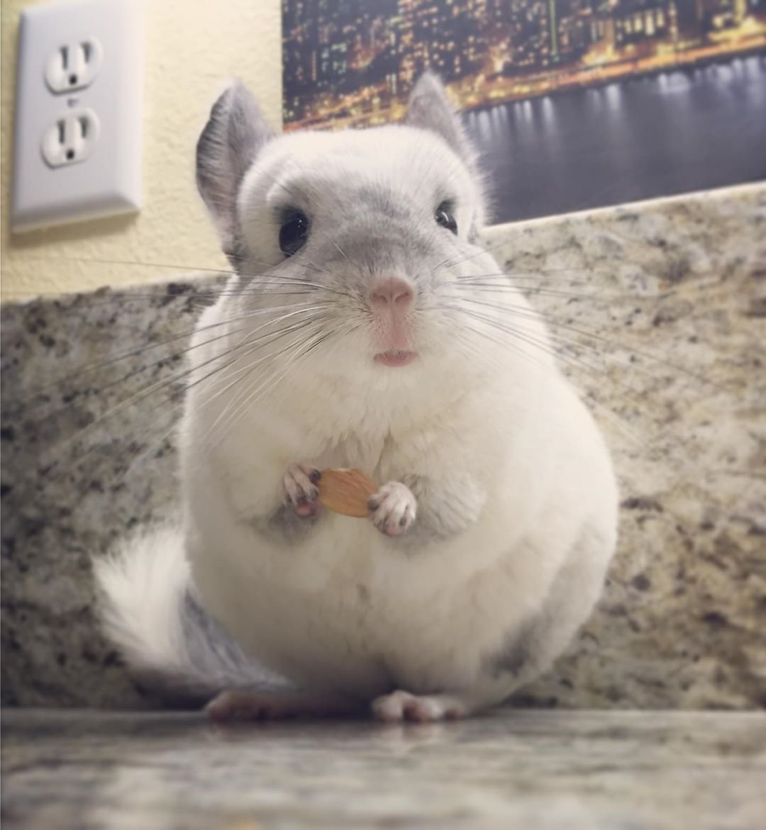 Шиншилла Пинтерест