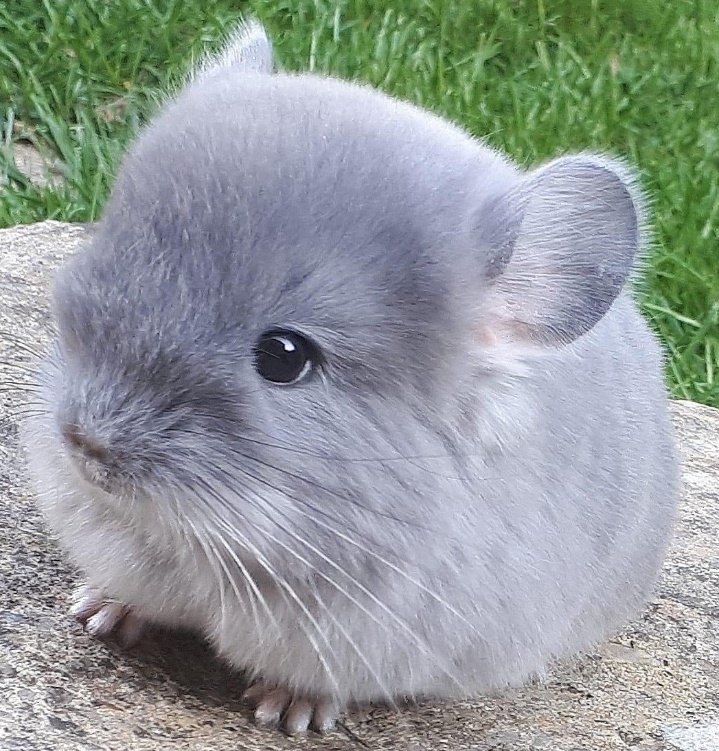 Маникюр с шиншиллой