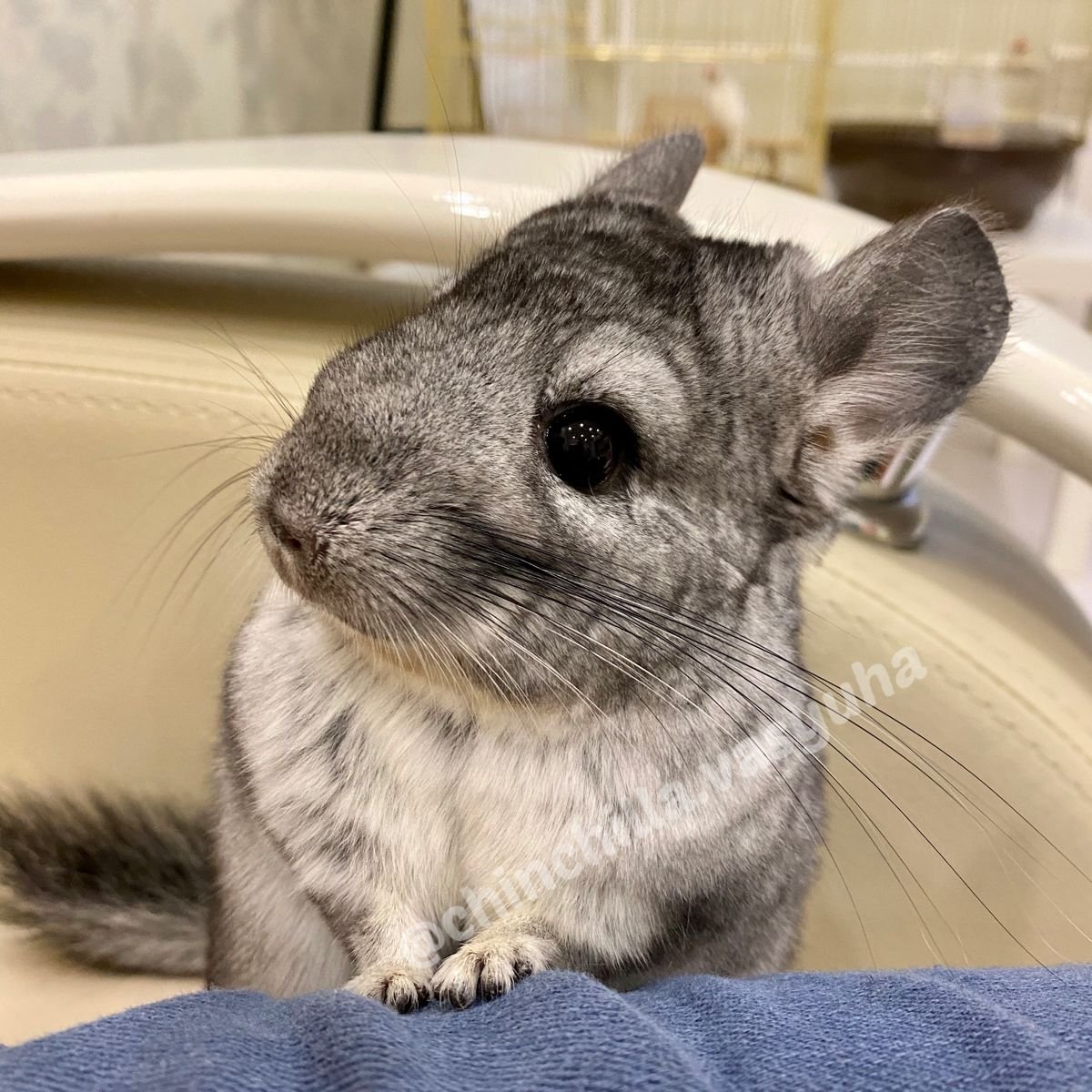 Шиншилла Абакан