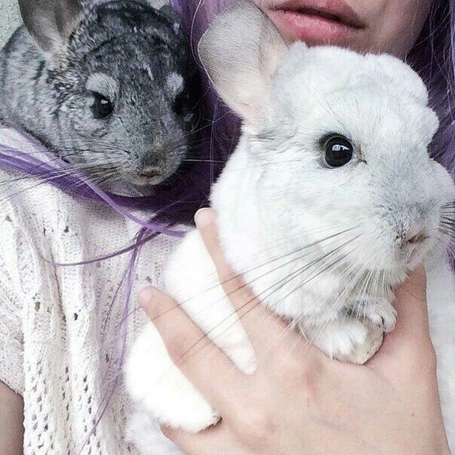 Маленькие шиншиллы