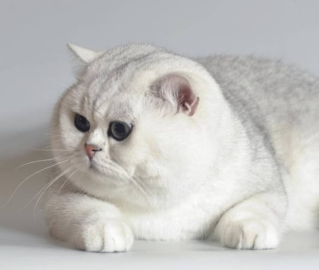 Австралийская шиншилла