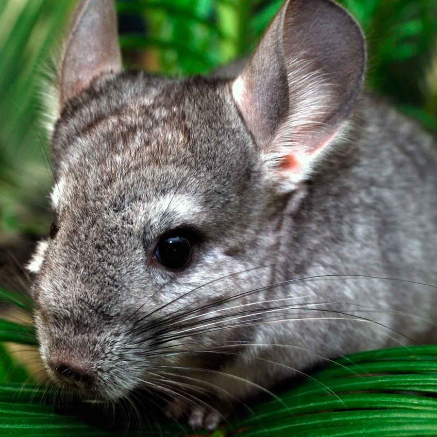 Шиншилла агути