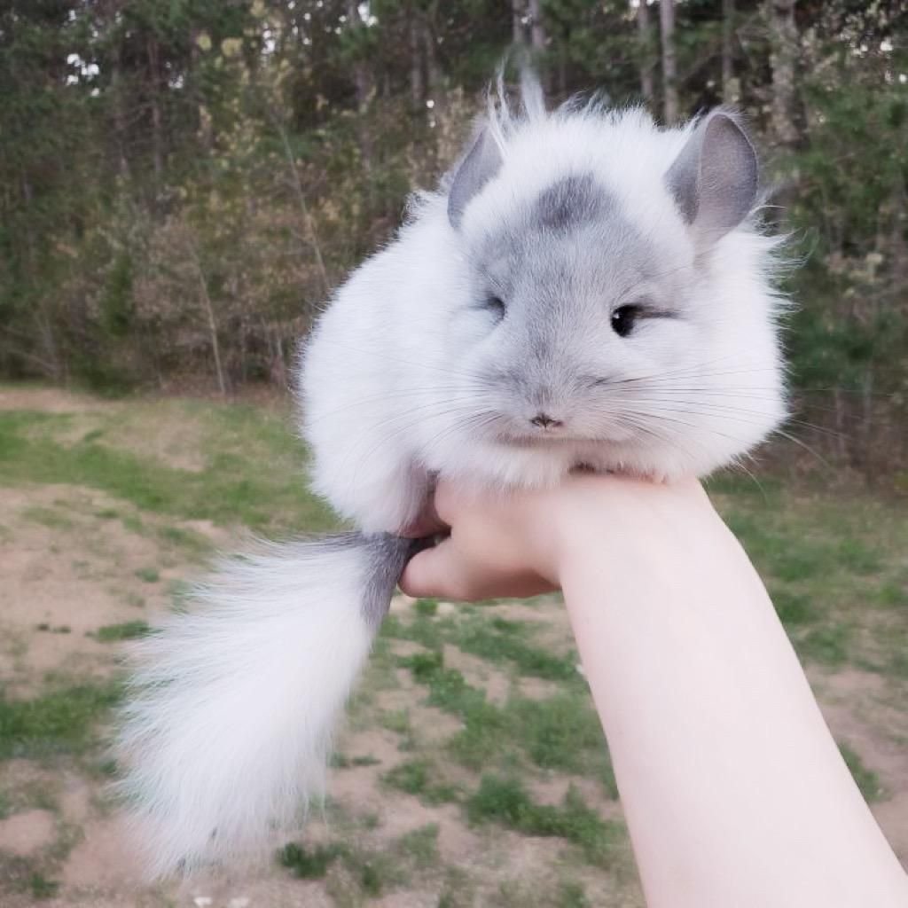 Шиншилла Марти