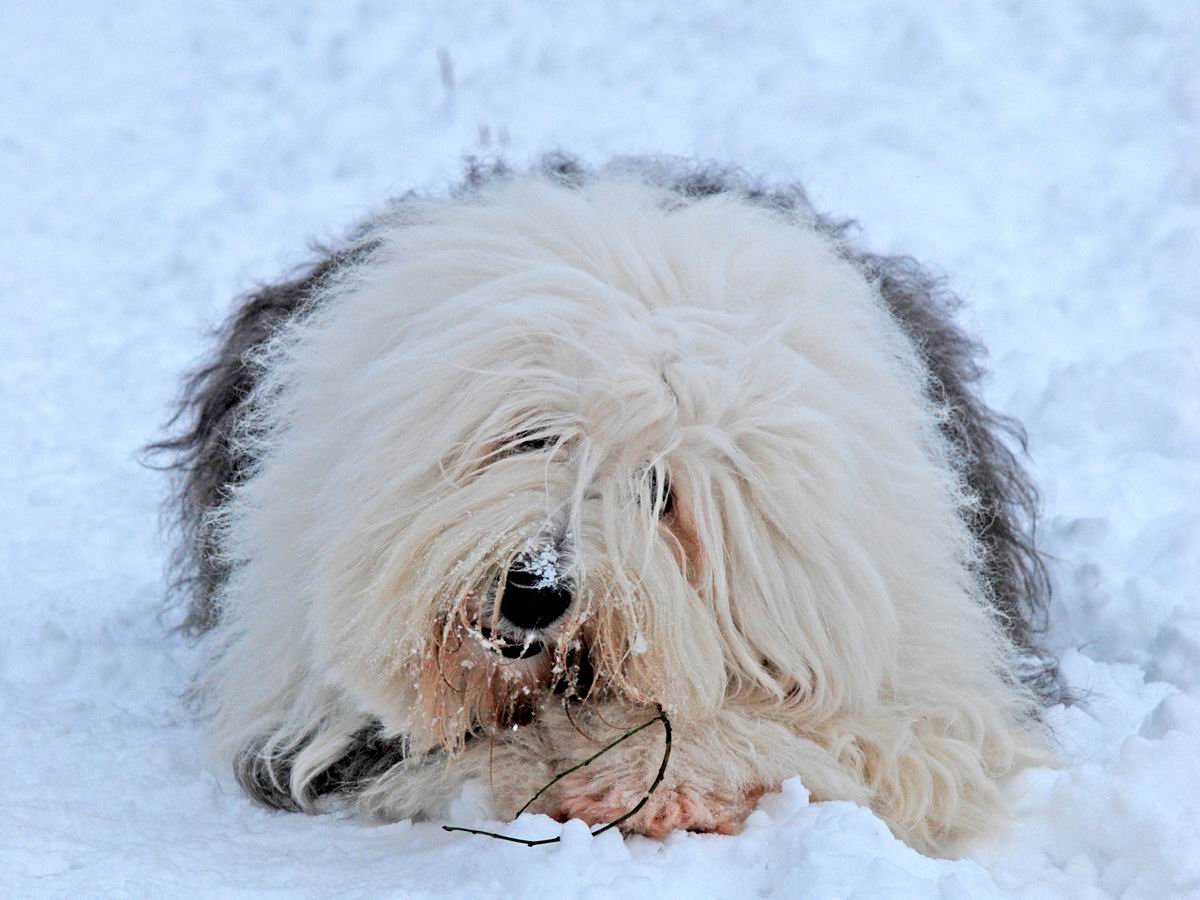 Бобтейл кудрявый собака