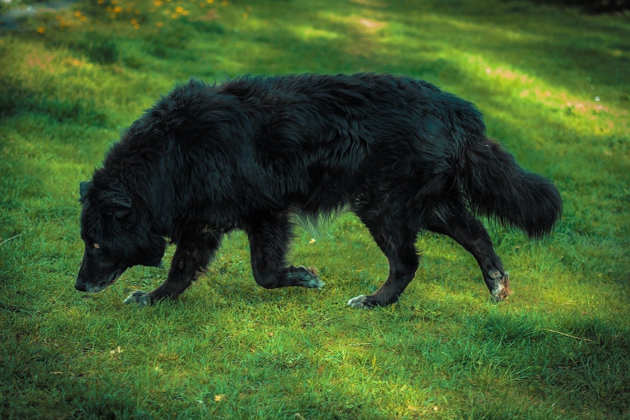 Черная мохнатая собака - 72 фото