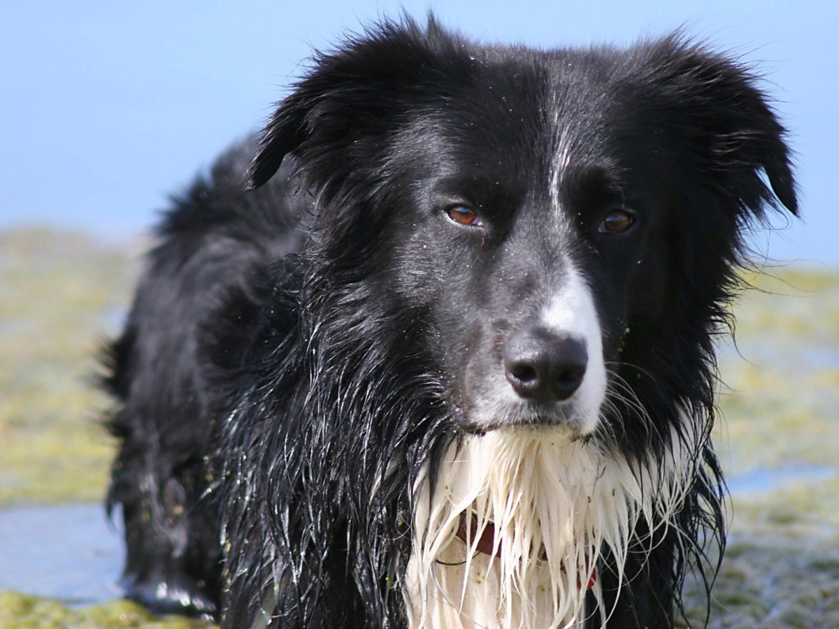 Черная мохнатая собака