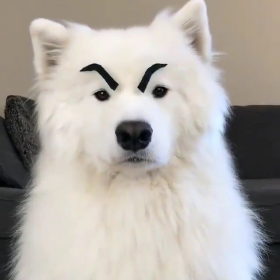 Толстая Самоедская лайка