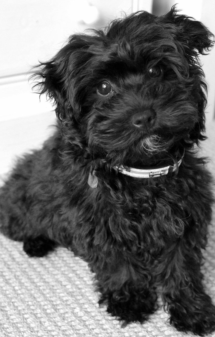 Болонка терьер