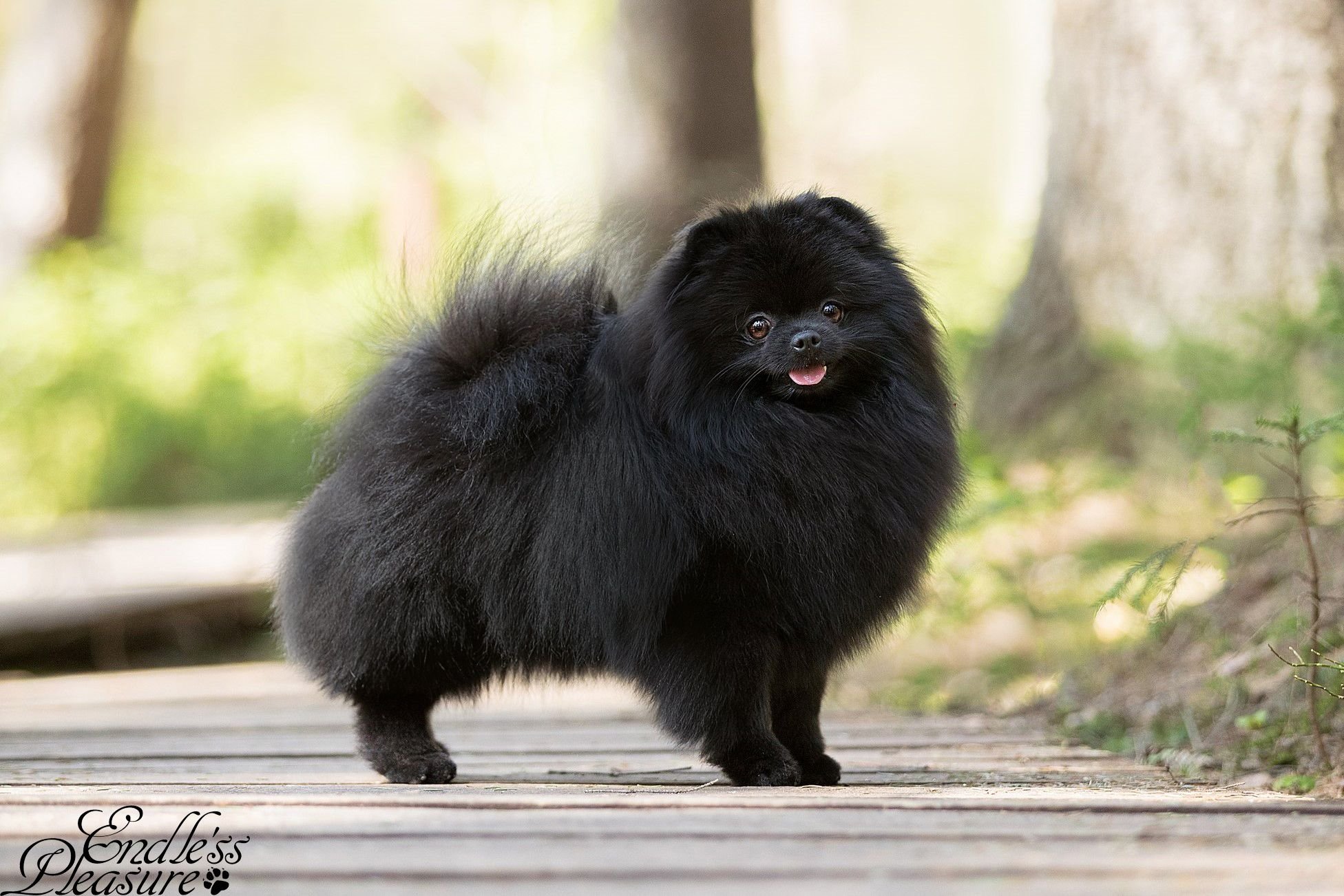 Черная мохнатая собака - 72 фото