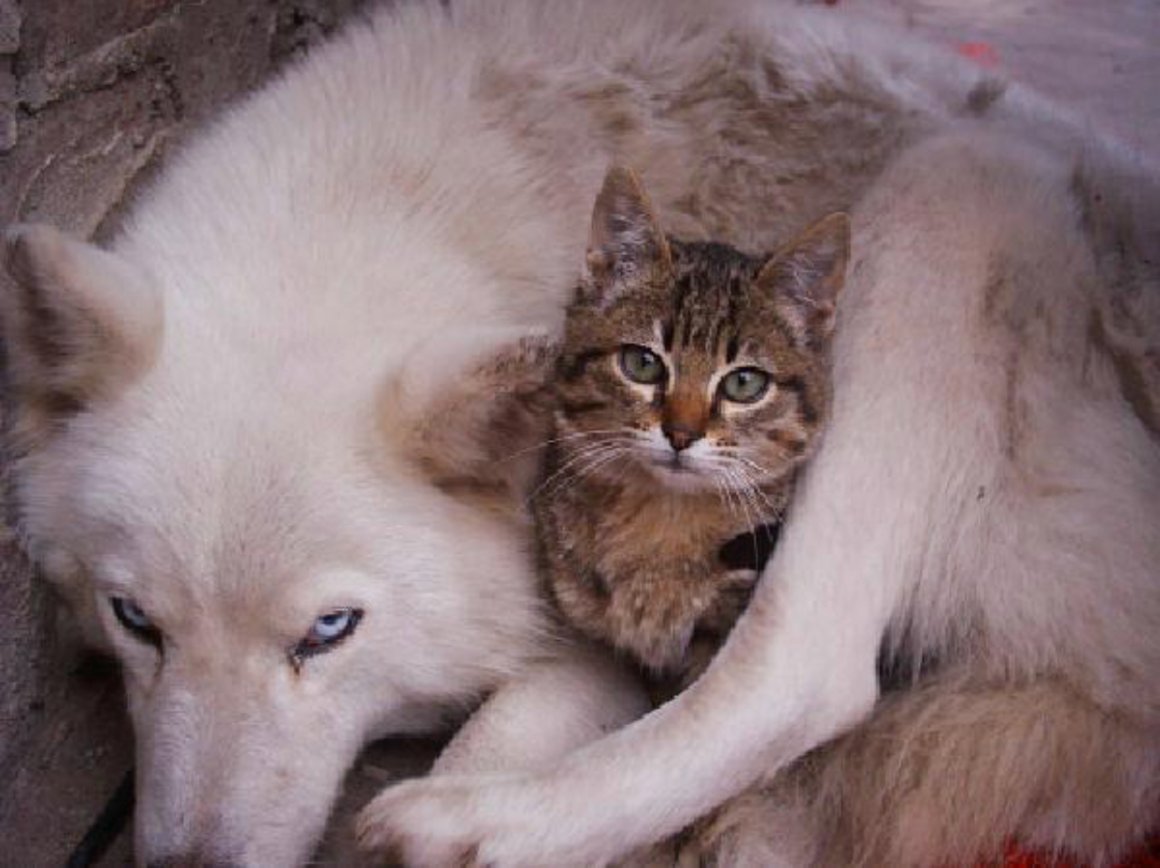 Кот и волчица