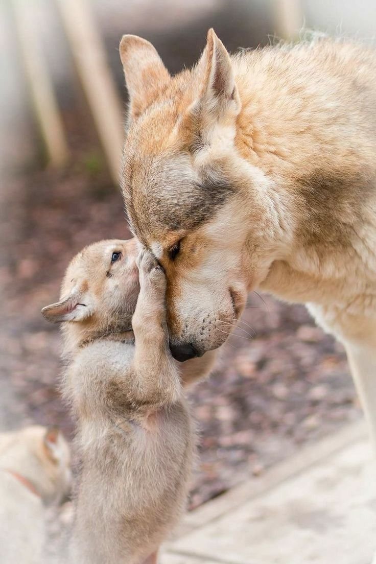 Нежность Волков