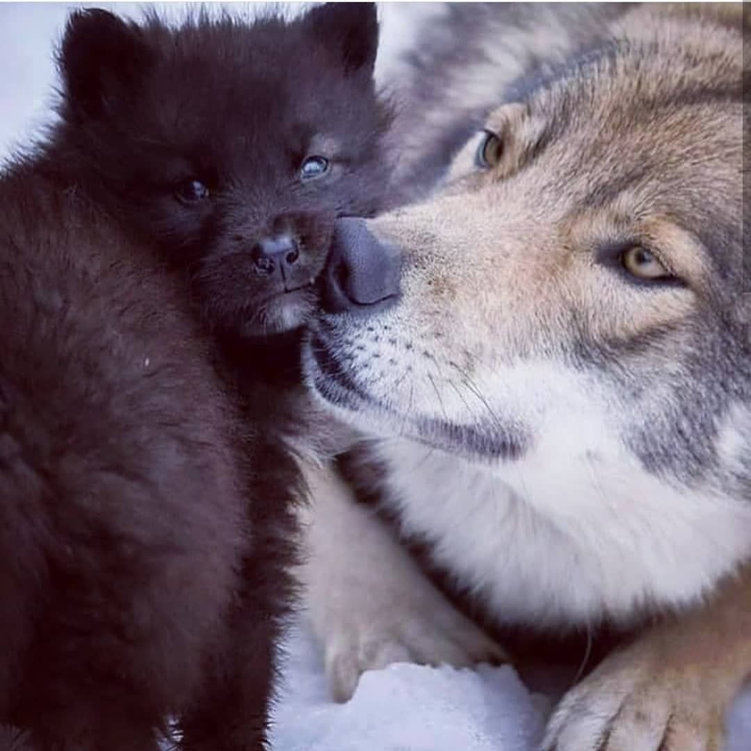 Волчица с волчатами