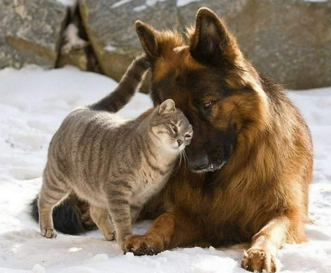 Дружба кота и собаки